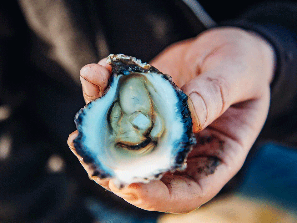 Al Natural Oyster Package Design, Oyster Packaging Design, Oyster Label Design