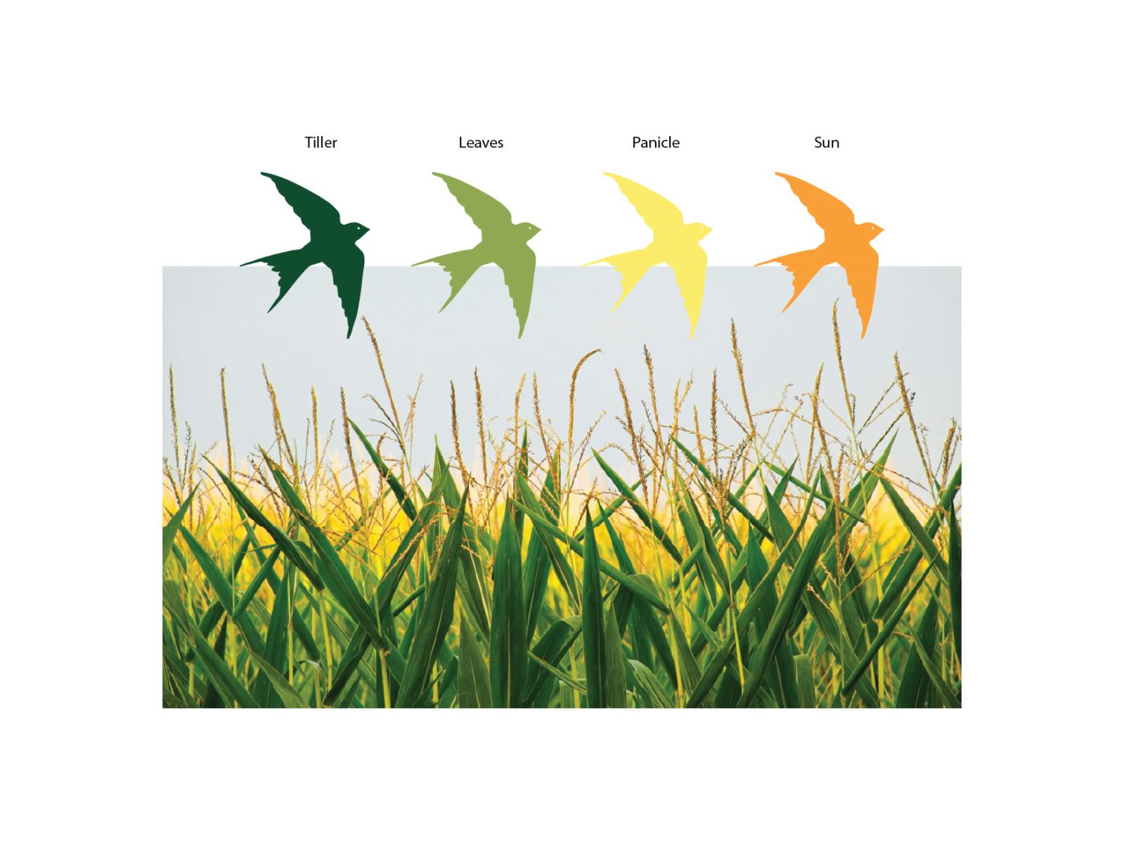 Farmers Rice Packaging Design, Rice Packaging Design Australia, Food Packaging Design, Agricultural Branding, Cultural Packaging Design, Product Packaging Design