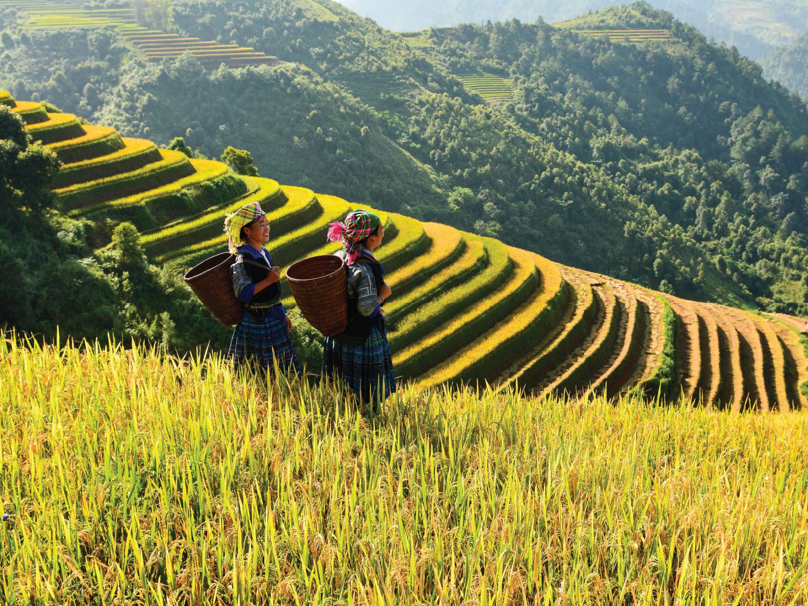 Farmers Rice Packaging Design, Rice Packaging Design Australia, Food Packaging Design, Agricultural Branding, Cultural Packaging Design, Product Packaging Design