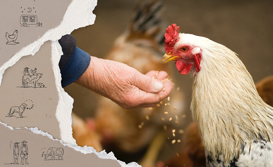 Graphic Design Australia - Eggs Packaging Designers